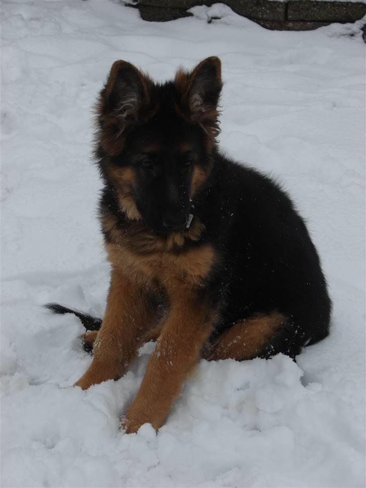 Schæferhund Thomsebo Yonas AFLIVET. - Dejligt.  billede 5