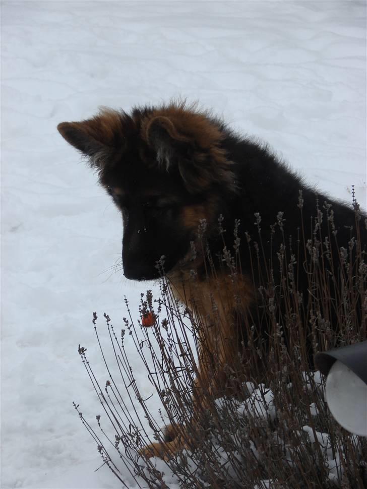 Schæferhund Thomsebo Yonas AFLIVET. - Bailey elsker lavenler. billede 6