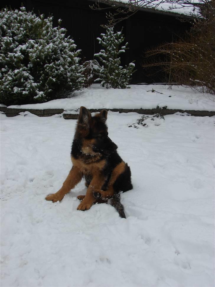 Schæferhund Thomsebo Yonas AFLIVET. - hov, hvad var det.  billede 7
