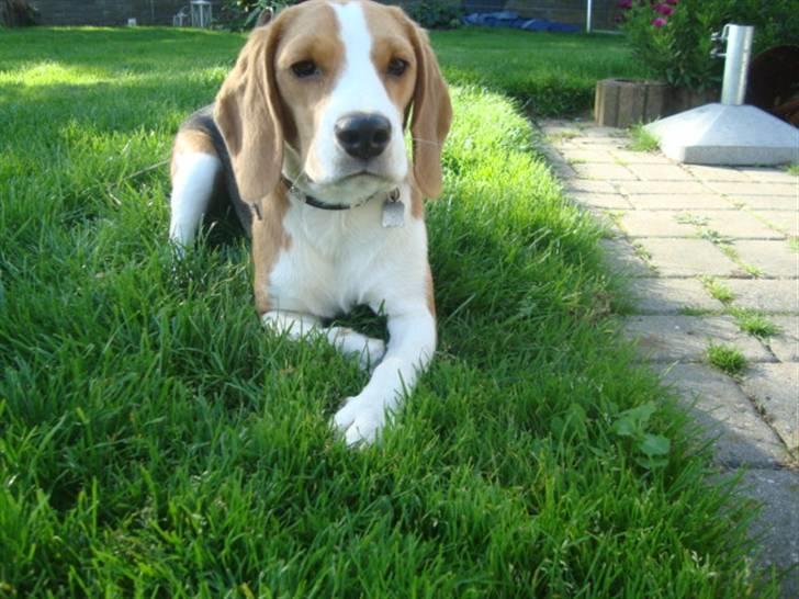 Beagle Alberte - mine forældres  billede 1