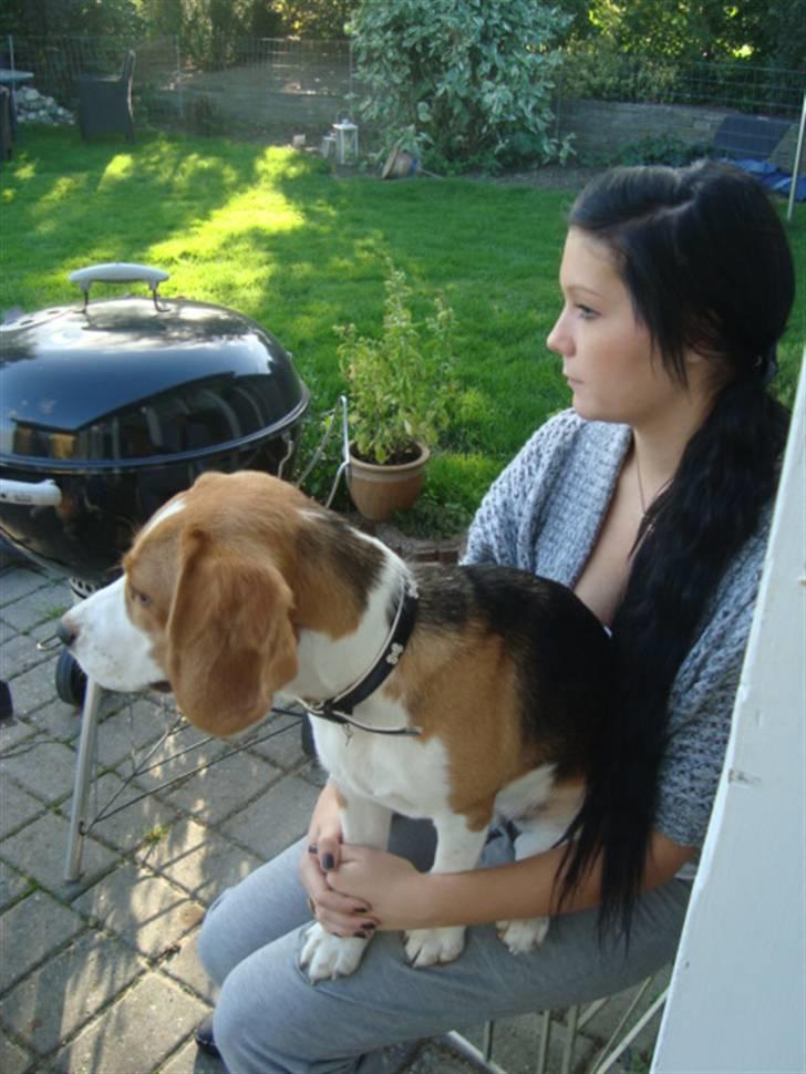 Beagle Alberte - mine forældres  billede 2