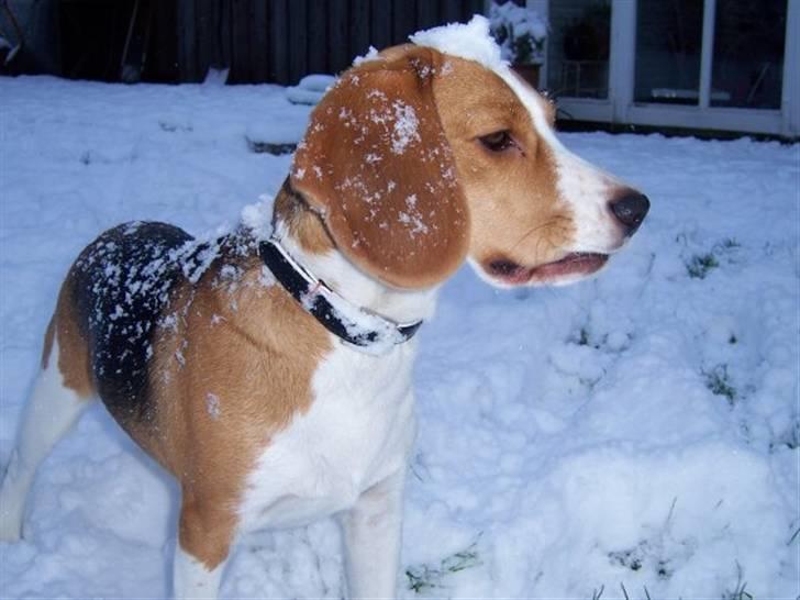 Beagle Alberte - mine forældres  billede 3