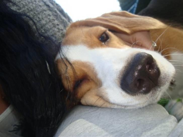 Beagle Alberte - mine forældres  billede 4