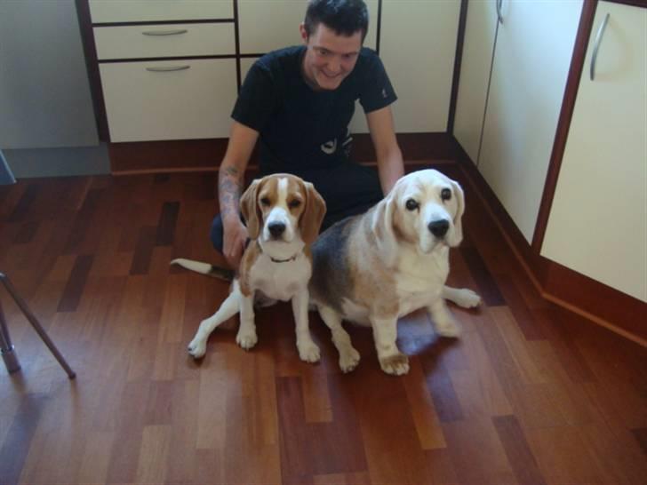 Beagle Alberte - mine forældres  billede 5