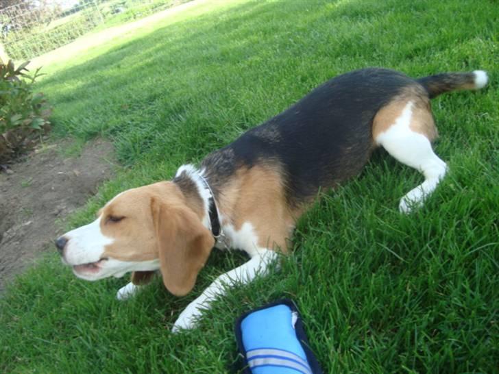 Beagle Alberte - mine forældres  billede 6