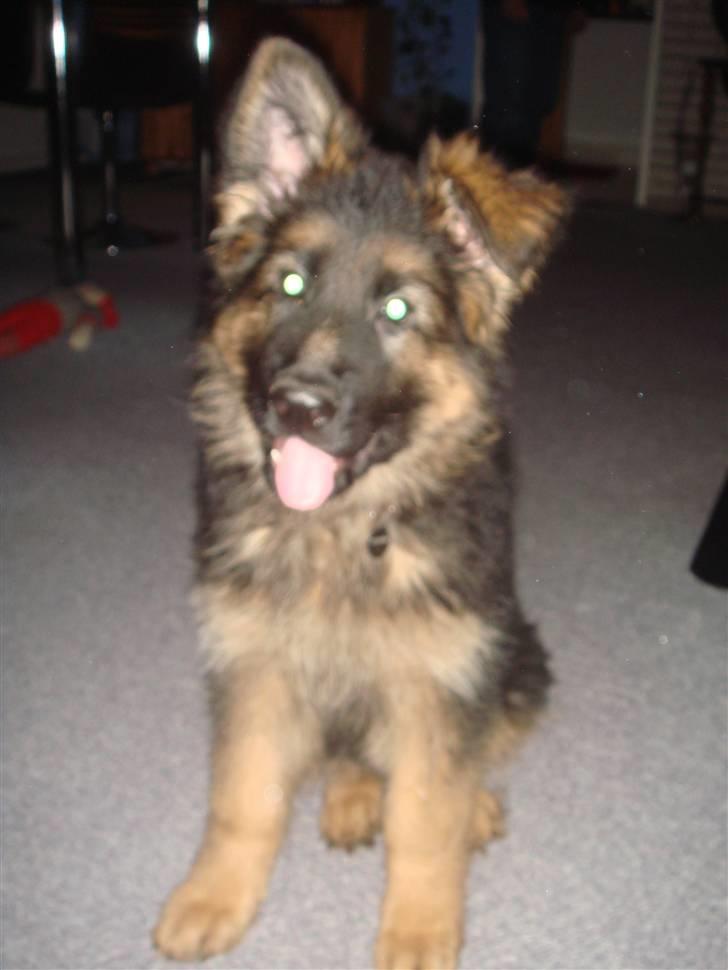 Schæferhund Thomsebo Yonas AFLIVET. - Hey.  billede 8