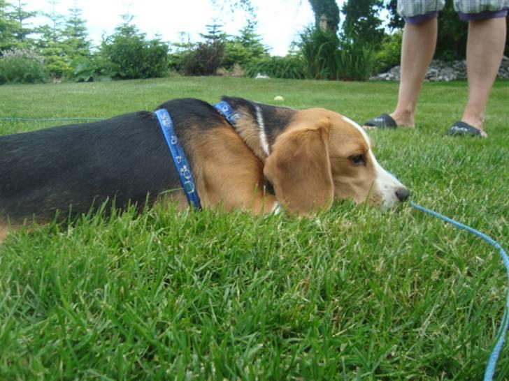 Beagle Alberte - mine forældres  billede 7