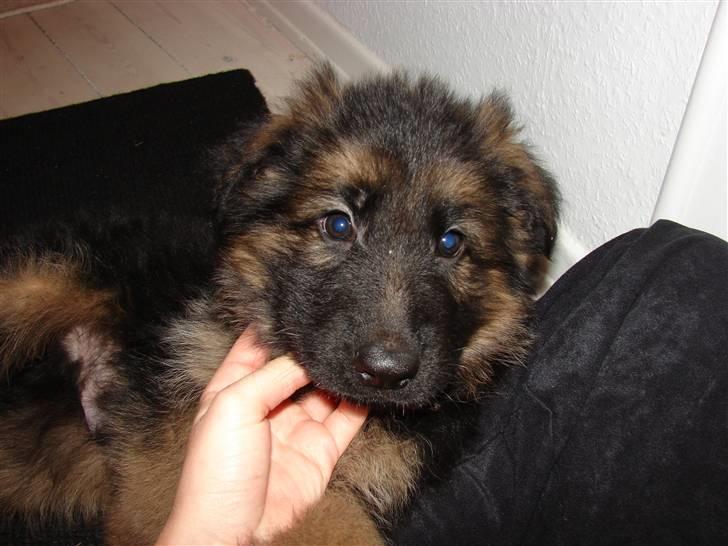 Schæferhund Thomsebo Yonas AFLIVET. - Baby balle. billede 9