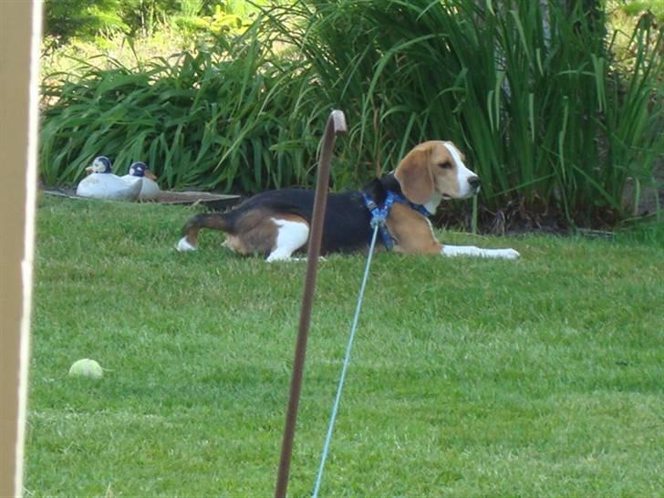 Beagle Alberte - mine forældres  billede 8