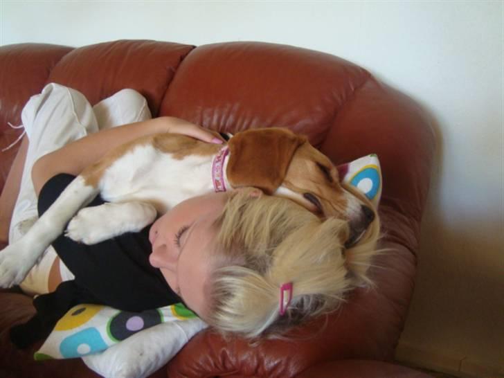 Beagle Alberte - mine forældres  billede 9