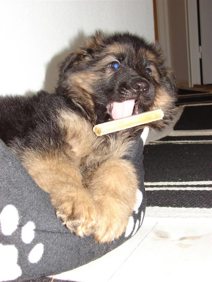 Schæferhund Thomsebo Yonas AFLIVET. - Haps.  billede 10