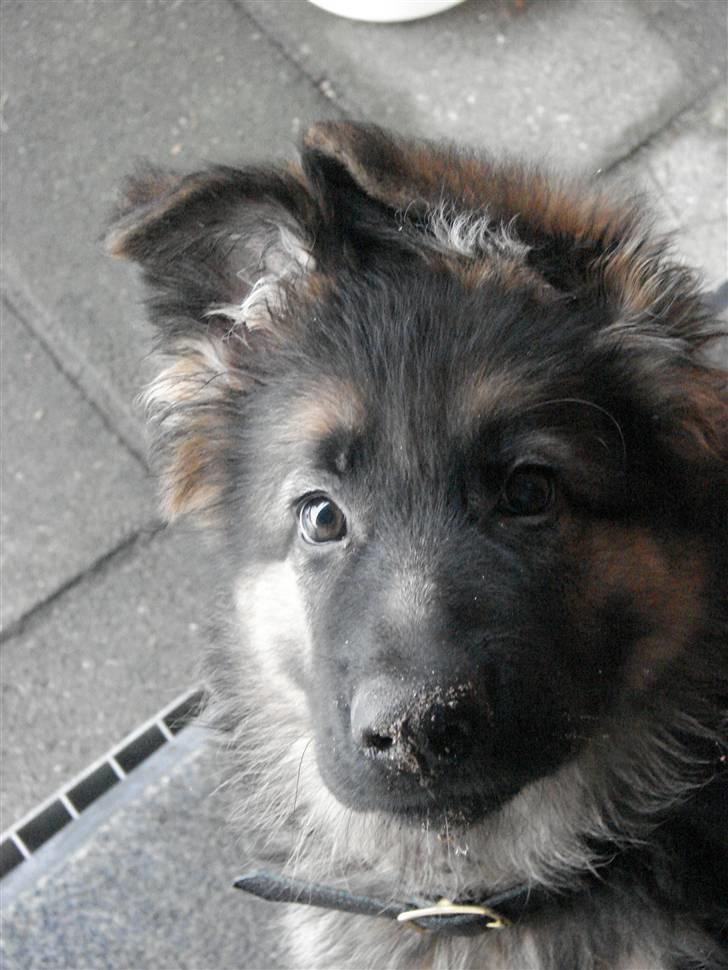 Schæferhund Thomsebo Yonas AFLIVET. - nååå  billede 11