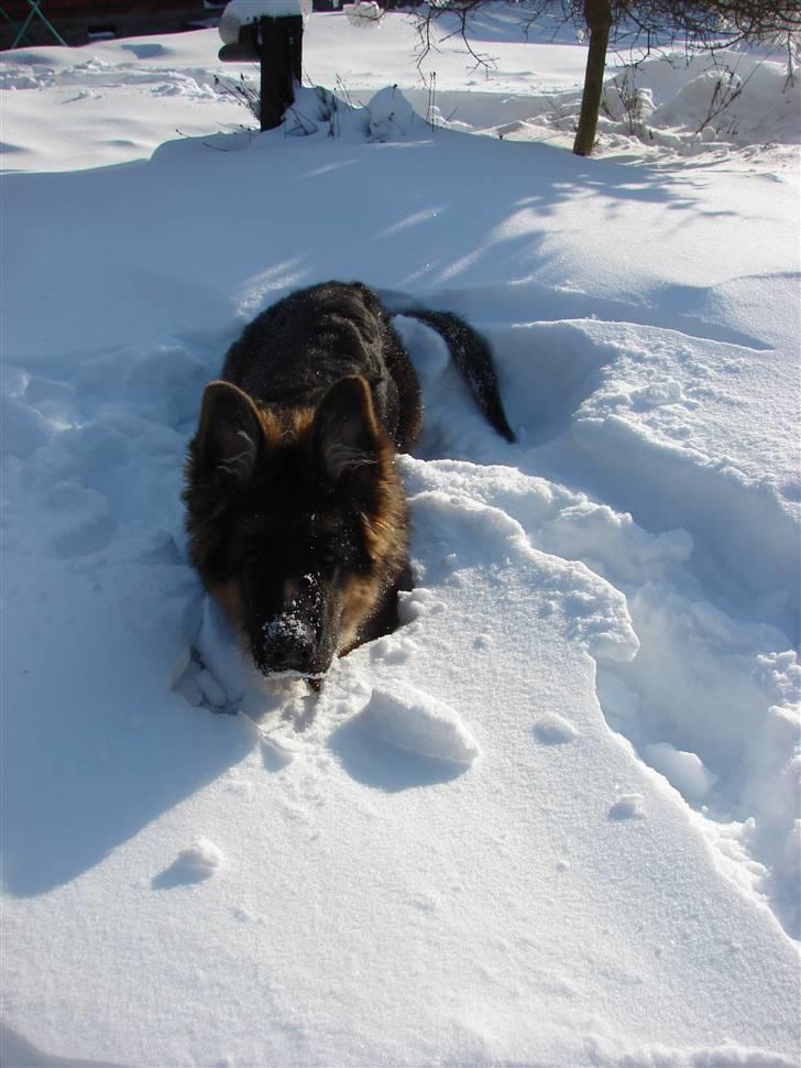 Schæferhund Thomsebo Yonas AFLIVET. - sikke meget sne. billede 12