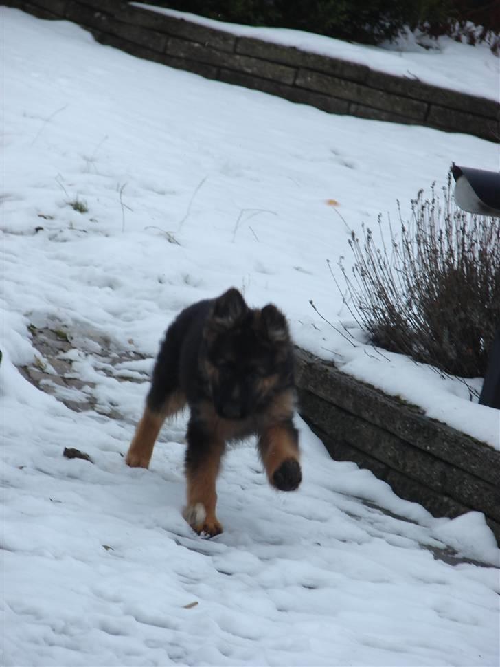 Schæferhund Thomsebo Yonas AFLIVET. - kommer nu . billede 13