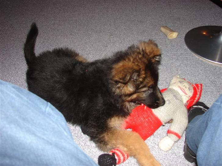 Schæferhund Thomsebo Yonas AFLIVET. billede 14