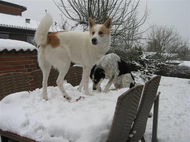 Canaanhund Ian<3 altid elsket... - Ja, man kan jo bare stå på bordet :-) billede 16