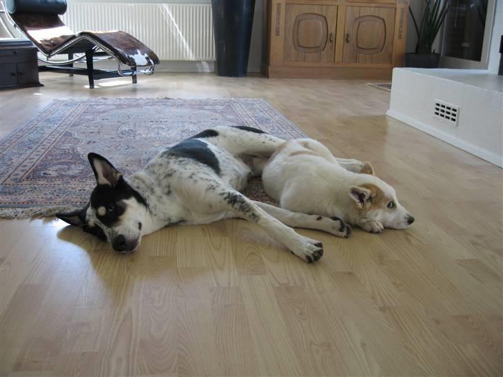 Canaanhund Ian<3 altid elsket... - Når man er lille er det godt at være ved " storebror" billede 17