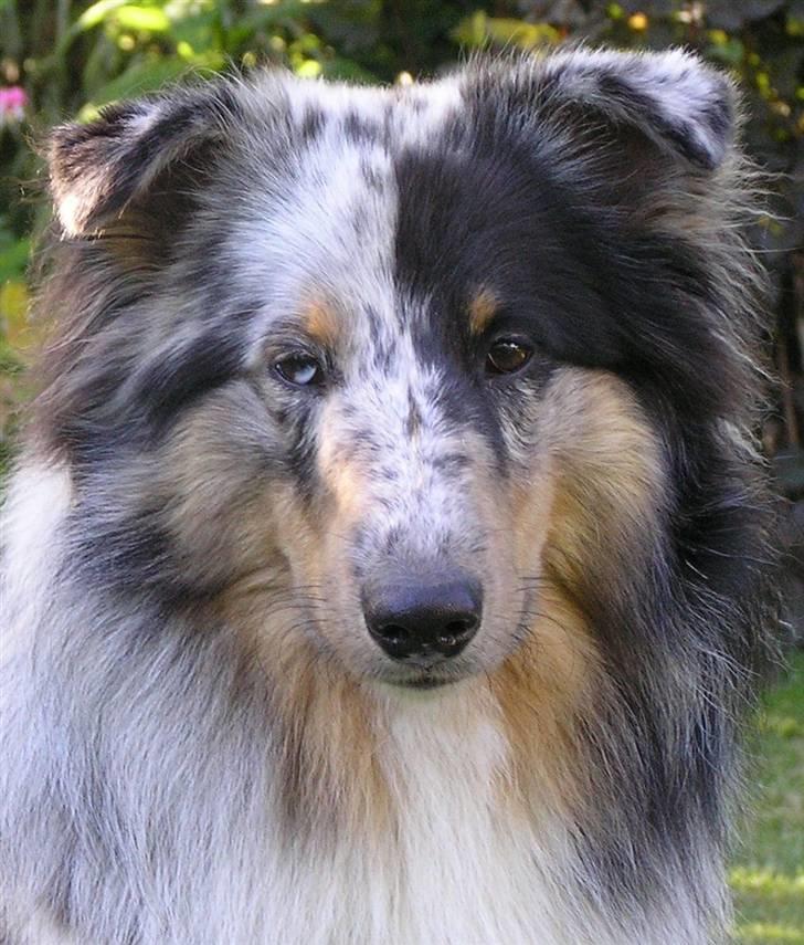 Shetland sheepdog Freddy - Smukke Freddy billede 1