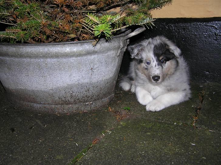 Shetland sheepdog Freddy - Åhhhh så sød, 8 uger billede 2