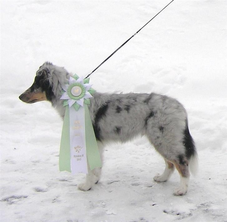 Shetland sheepdog Freddy - Til skue 4 mdr. billede 3