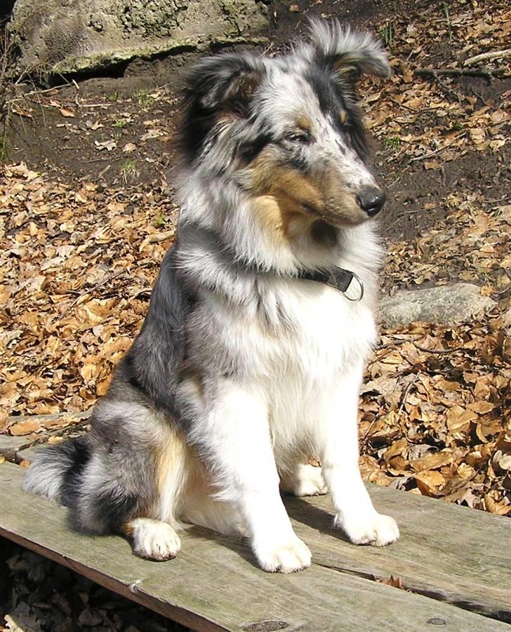 Shetland sheepdog Freddy - 6 mdr billede 4