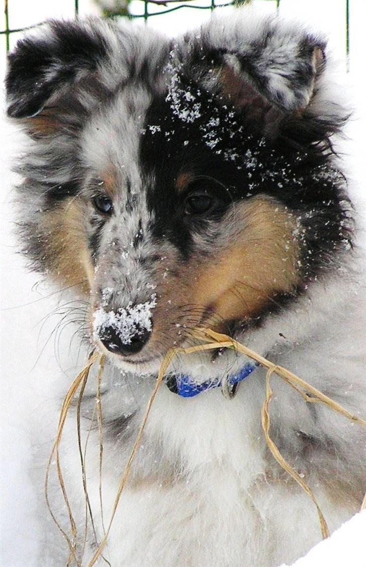 Shetland sheepdog Freddy - Freddy som hvalp billede 5