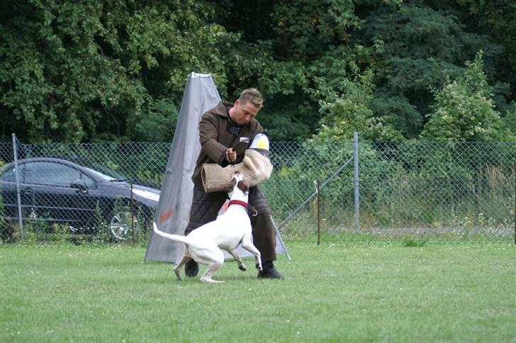 Blanding af racer Mills´ Madame Mayhem - Irondog august 2009 billede 14