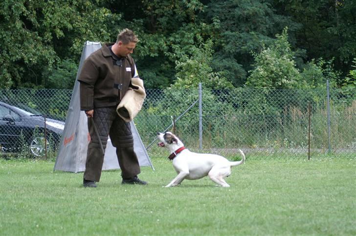 Blanding af racer Mills´ Madame Mayhem - Irondog august 2009 billede 15