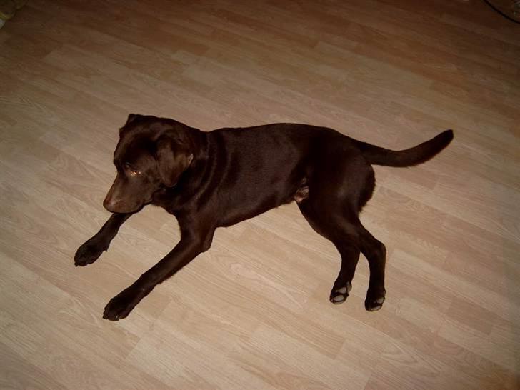 Labrador retriever Basse - Nyankommen, og lidt utryg stadig.. billede 1