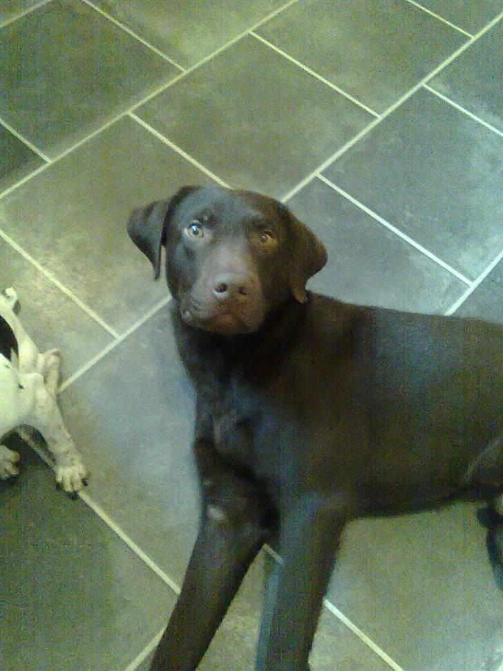 Labrador retriever Basse - "Hey, tager du billeder?" billede 3