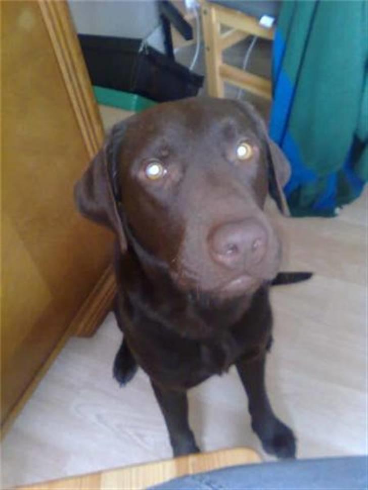 Labrador retriever Basse - "Hey Basse? Kig lige" Det tog 4 forsøg at få ham til det... billede 4