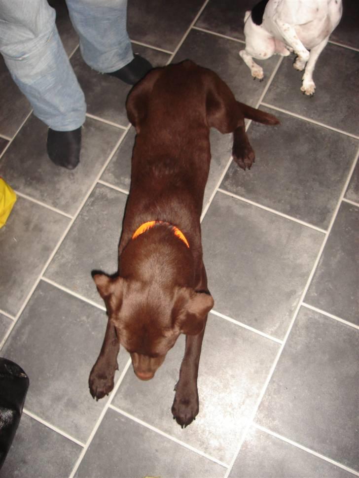 Labrador retriever Basse - Basse, dagen da vi fik ham.. billede 5