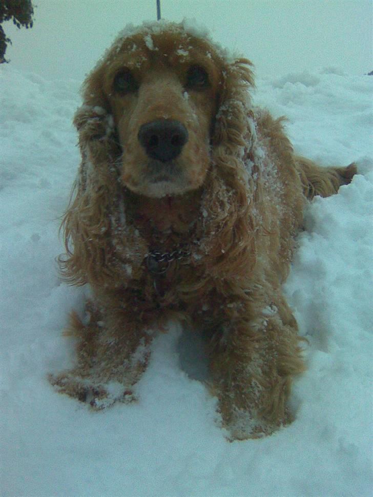 Cocker spaniel Tessi - Sne-waps... :-) billede 13