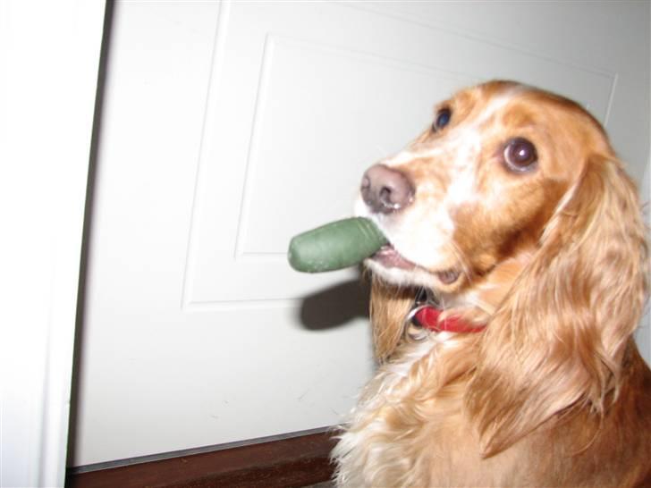 Blanding af racer Honey - Juleaften 2009 med julegaven i munden - venter ved døren for at komme ud og grave. billede 16