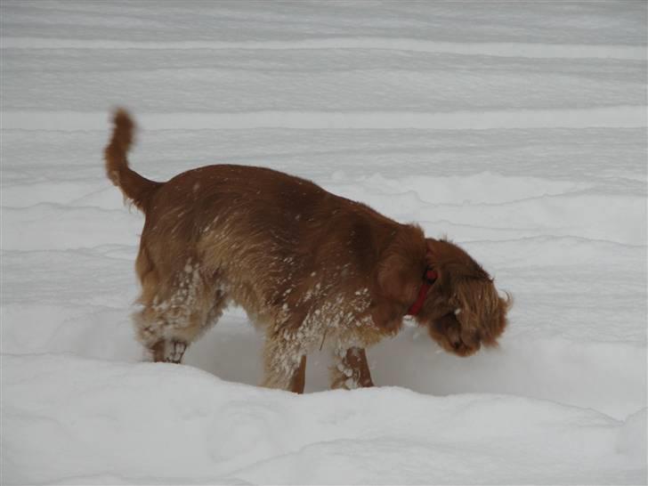 Blanding af racer Honey - I sneen i januar 2010. billede 17