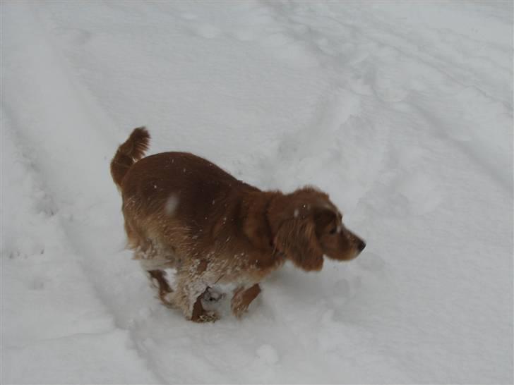 Blanding af racer Honey - I sneen i januar 2010. billede 18