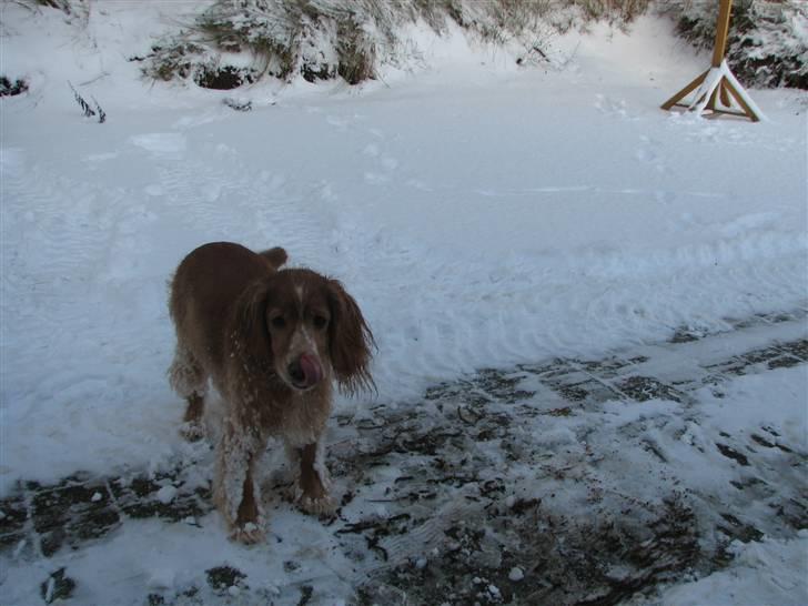 Blanding af racer Honey - Var med ude at hente juletræet december 2009. billede 19