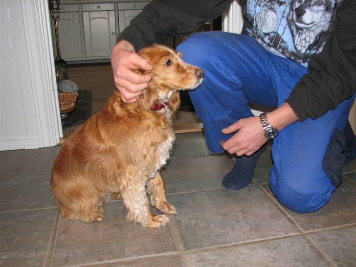 Blanding af racer Honey - Nusses af Jan. billede 20