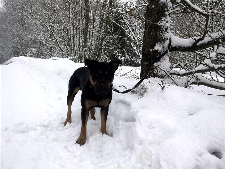 Blanding af racer Milo R.I.P billede 20