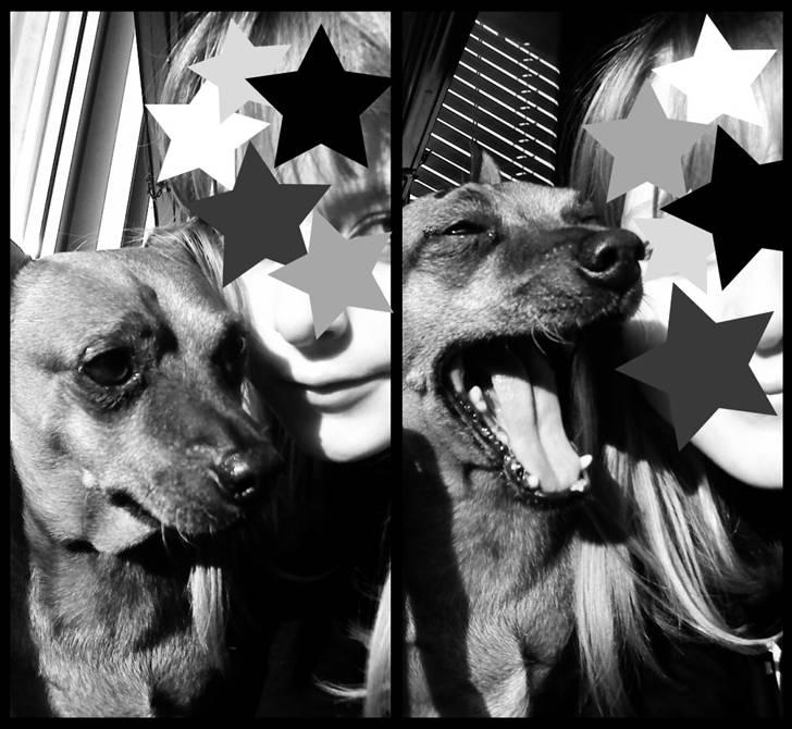 Dvaergpinscher Nuller - RIP† - vi var det bedste team, og alle kunne se det. billede 18