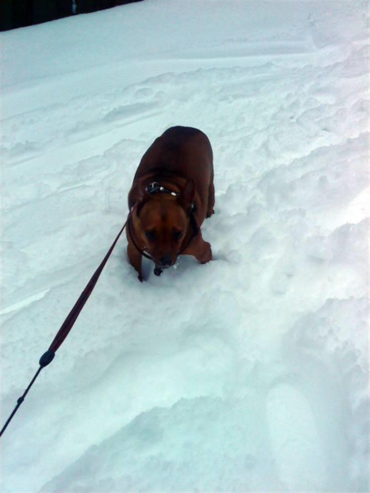 Dvaergpinscher Nuller - RIP† - du hadede sne, og jeg syntes lige at vi skulle have et billede af det. billede 19