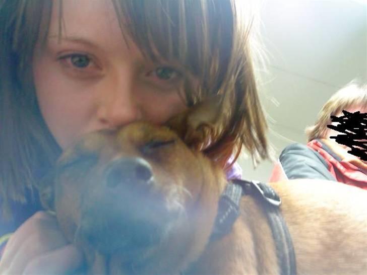 Dvaergpinscher Nuller - RIP† - da du skulle aflives. jeg græder, og jeg blev ved til næste dag. jeg elsker dig. billede 20