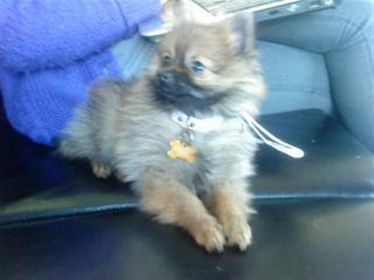 Pomeranian Gigi billede 1