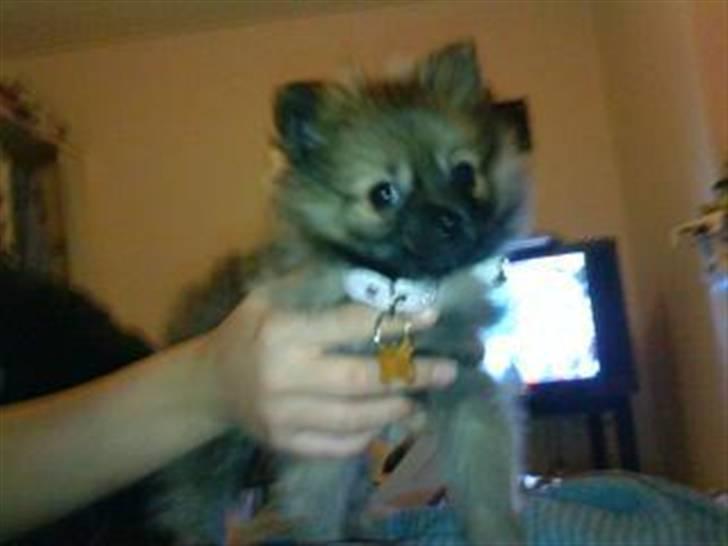Pomeranian Gigi billede 2