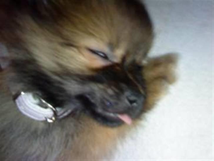 Pomeranian Gigi billede 3