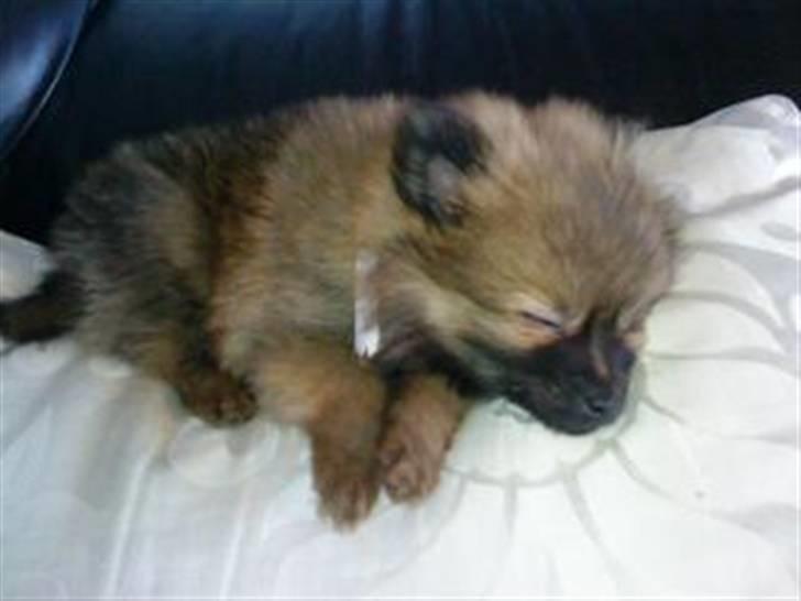 Pomeranian Gigi billede 4