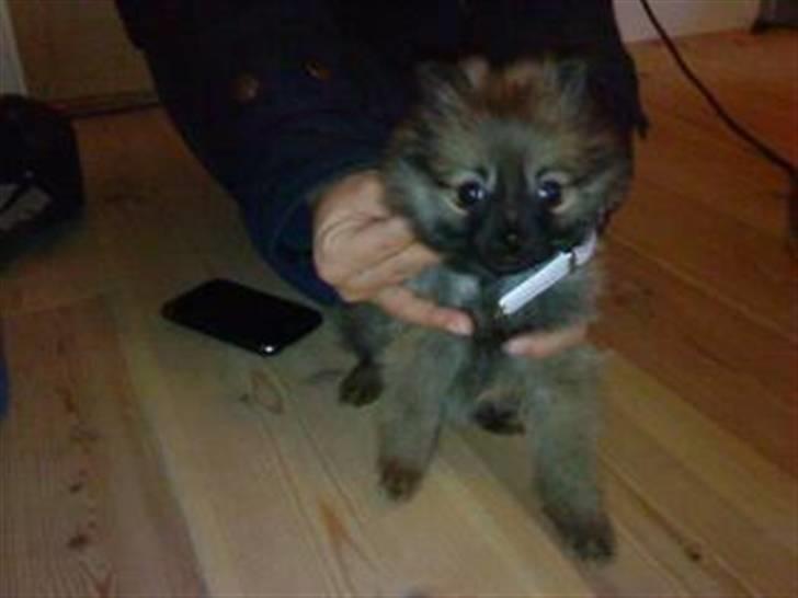 Pomeranian Gigi billede 5