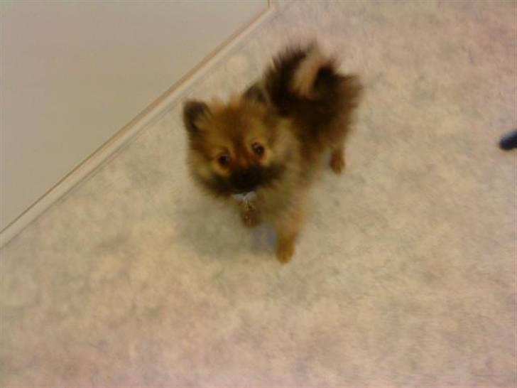 Pomeranian Gigi billede 6