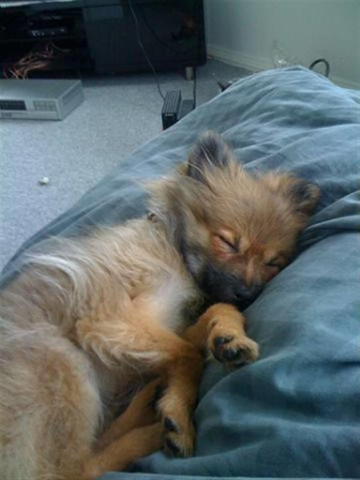 Pomeranian Gigi billede 7