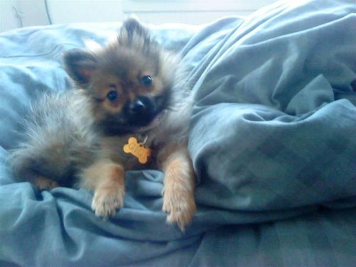 Pomeranian Gigi billede 8